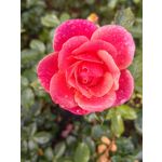 Фотографии пользователя Huawei Nova 10 Pro