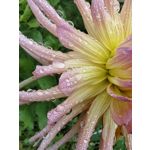 Фотографии пользователя Huawei Nova 10 Pro