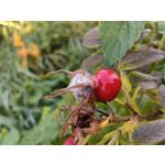 Фотографии пользователя Huawei Nova 10 Pro