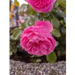 Фотографии пользователя Huawei Nova 10 Pro