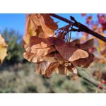 Фотографии пользователя Huawei Nova 10 Pro