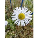 Фотографии пользователя Huawei Nova 10 Pro