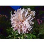 Фотографии пользователя Huawei Nova 10 Pro