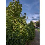 Фотографии пользователя Huawei Nova 10 Pro