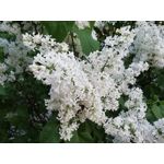 ФОТКИ СНЯТЫЕ ДАННЫМ МОБИЛЬНИКОМ