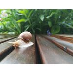 PHOTOS FAITES AVEC CE SMARTPHONE
