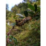 PHOTOS FAITES AVEC CE SMARTPHONE