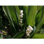 Foto dei utenti Huawei P30 Lite Foto dei utenti Huawei P30 Lite