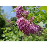 Foto dei utenti Huawei P30 Lite Foto dei utenti Huawei P30 Lite