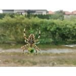 LAS FOTOS HECHAS CON ESTE TELÉFONO