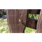 ФОТКИ СНЯТЫЕ ДАННЫМ МОБИЛЬНИКОМ