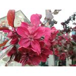 來自這款手機的圖片