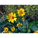 Foto's van de gebruikers Huawei P9 Lite Mini Dual SIM