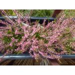 Foto's van de gebruikers Huawei P9 Lite Mini Dual SIM