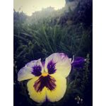LAS FOTOS HECHAS CON ESTE TELÉFONO