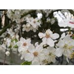 Fotos de usuários Huawei P9