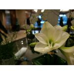 Fotos de usuários Huawei P9