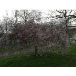 Fotos de usuários Huawei P9