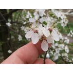 Fotos de usuários Huawei P9