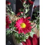 Fotos de usuários Huawei P9