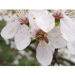 Fotos de usuários Huawei P9