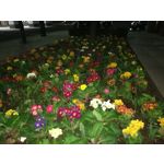 Fotos de usuários Huawei P9