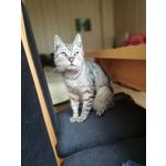 Fotos de usuários Huawei P9