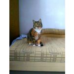 FOTO FATTE CON QUESTO TELEFONO