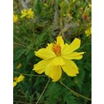 來自這款手機的圖片