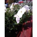 来自这款手机的图片