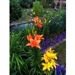 来自这款手机的图片