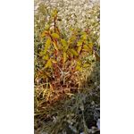 來自這款手機的圖片