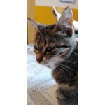 來自這款手機的圖片