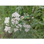 PICTURES FROM THIS PHONE PICTURES FROM THIS PHONE