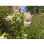 PICTURES FROM THIS PHONE PICTURES FROM THIS PHONE