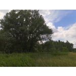 PICTURES FROM THIS PHONE PICTURES FROM THIS PHONE