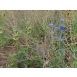 PICTURES FROM THIS PHONE PICTURES FROM THIS PHONE