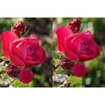 Foto dei utenti Huawei Pura 80 Pro