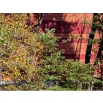 Foto dei utenti Huawei Pura 80 Pro