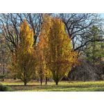 Foto dei utenti Huawei Pura 80 Pro