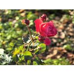 Foto dei utenti Huawei Pura 80 Pro