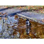 Foto dei utenti Huawei Pura 80 Pro