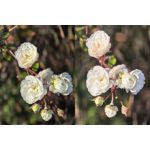 Foto dei utenti Huawei Pura 80 Pro