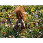 Foto dei utenti Huawei Pura 80 Pro