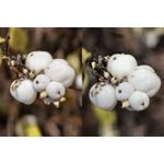 Foto dei utenti Huawei Pura 80 Pro