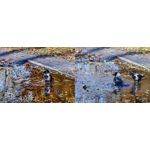 Foto dei utenti Huawei Pura 80 Pro