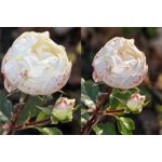 Foto dei utenti Huawei Pura 80 Pro