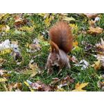 Foto dei utenti Huawei Pura 80 Pro