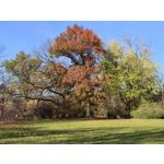 Foto dei utenti Huawei Pura 80 Pro