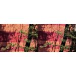 Foto dei utenti Huawei Pura 80 Pro